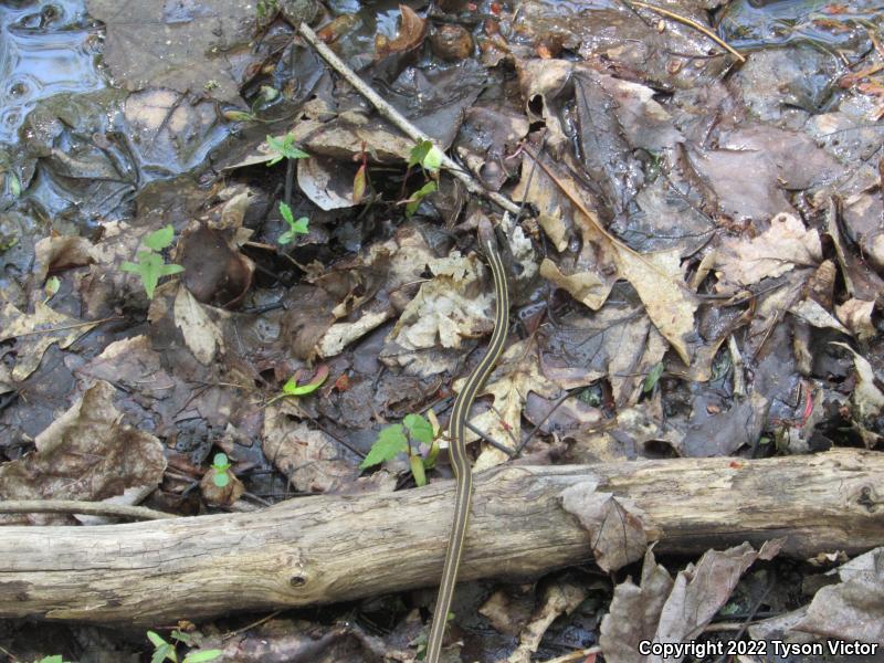 Northern Ribbonsnake (Thamnophis sauritus septentrionalis)