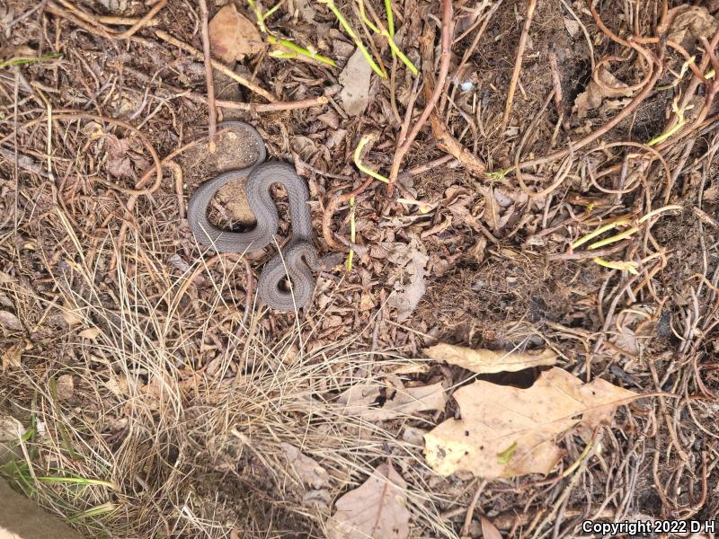 Northern Red-bellied Snake (Storeria occipitomaculata occipitomaculata)