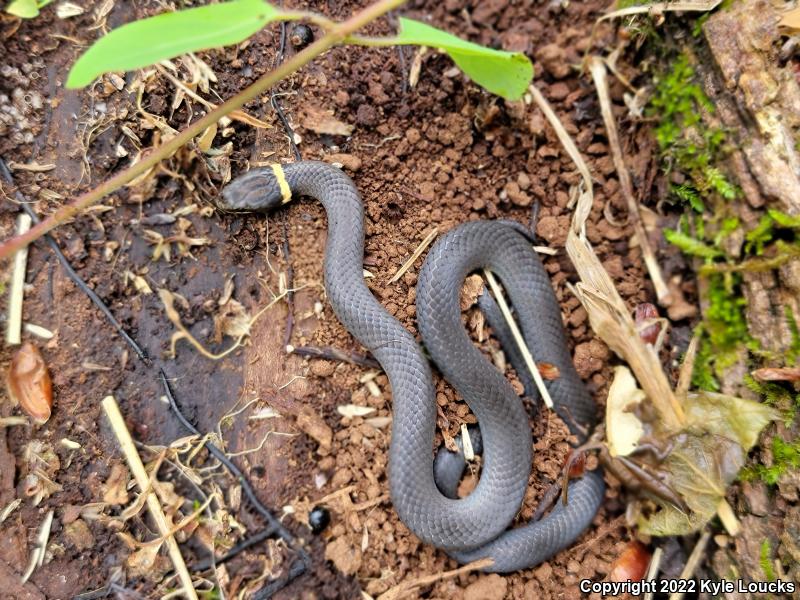 Northern Ring-necked Snake (Diadophis punctatus edwardsii)