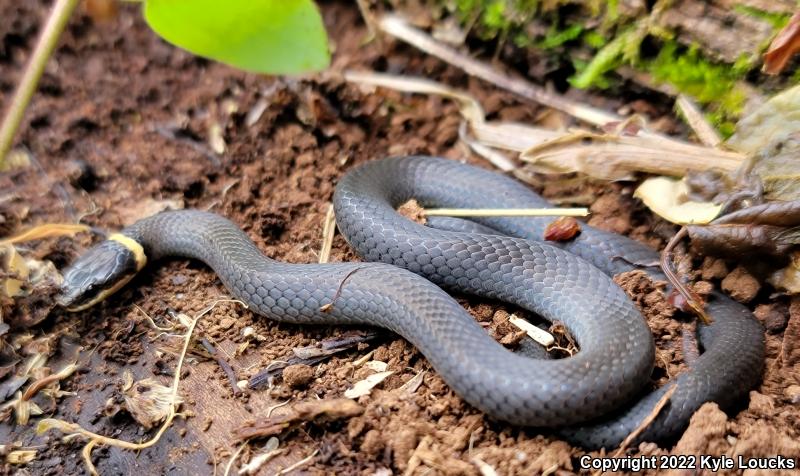 Northern Ring-necked Snake (Diadophis punctatus edwardsii)