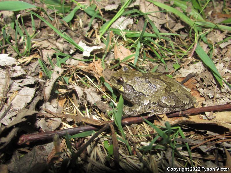 Gray Treefrog (Hyla versicolor)