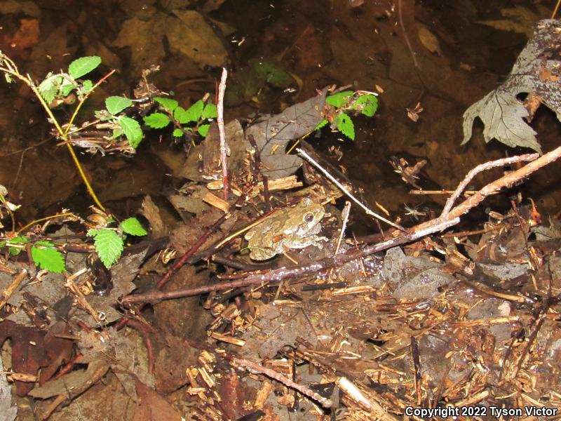 Gray Treefrog (Hyla versicolor)