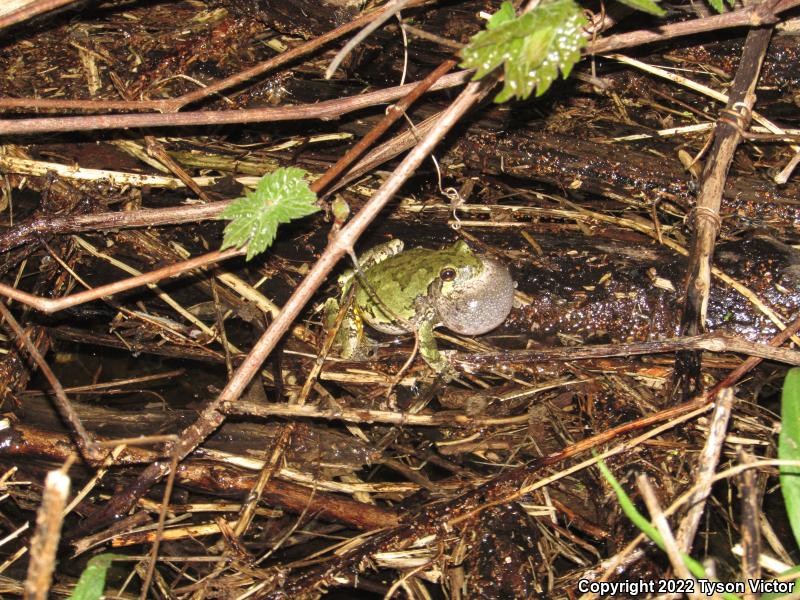 Gray Treefrog (Hyla versicolor)