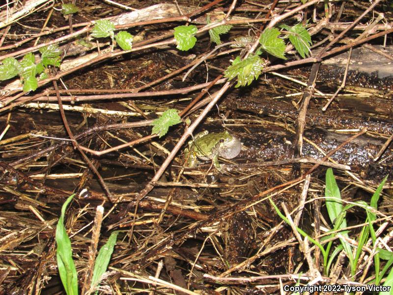 Gray Treefrog (Hyla versicolor)