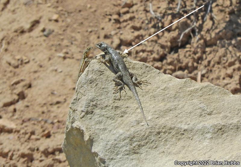 Great Basin Fence Lizard (Sceloporus occidentalis longipes)