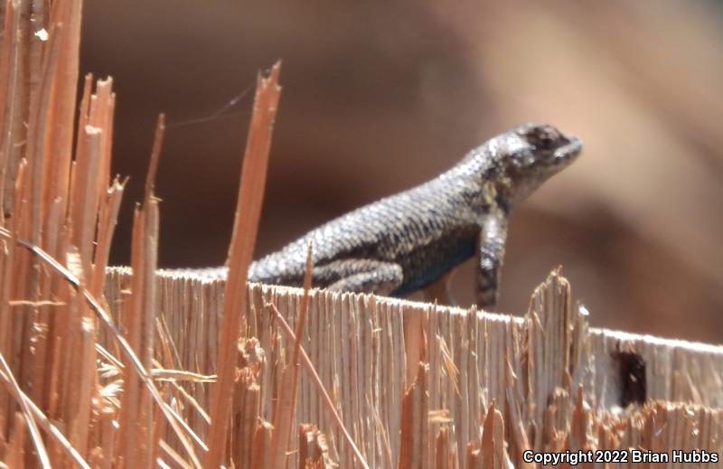 Great Basin Fence Lizard (Sceloporus occidentalis longipes)