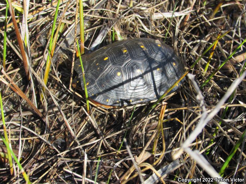 Spotted Turtle (Clemmys guttata)