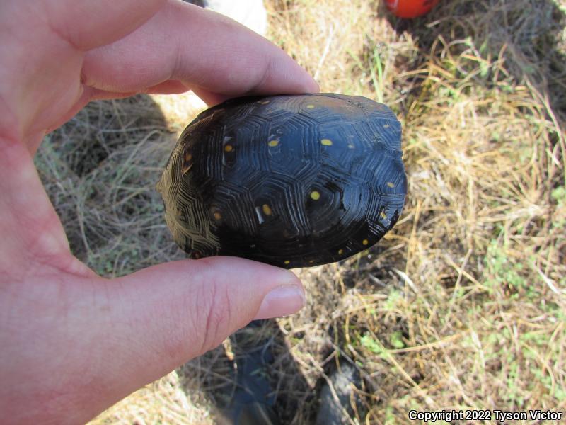 Spotted Turtle (Clemmys guttata)