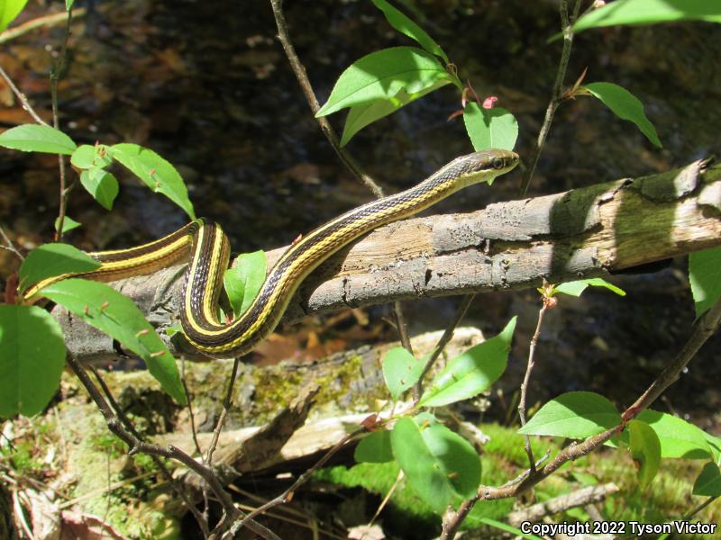 Northern Ribbonsnake (Thamnophis sauritus septentrionalis)