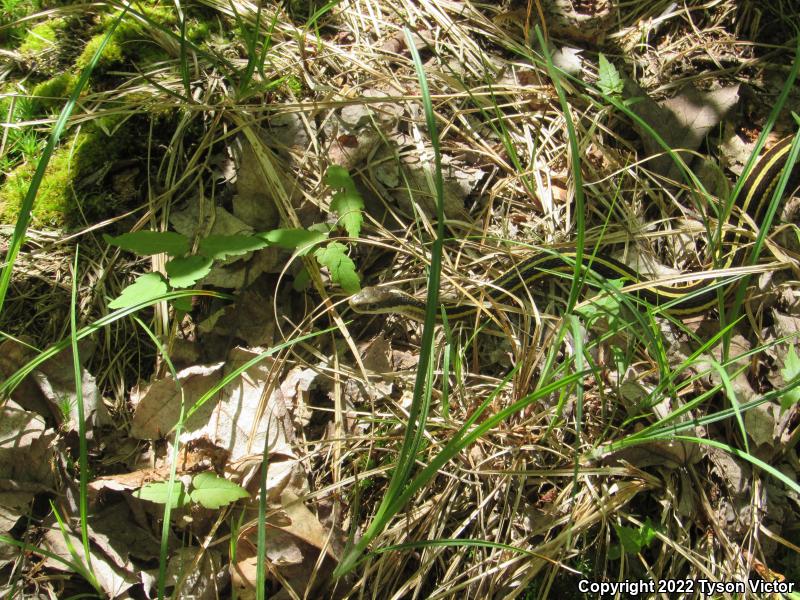 Northern Ribbonsnake (Thamnophis sauritus septentrionalis)