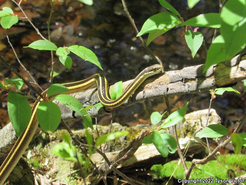 Northern Ribbonsnake (Thamnophis sauritus septentrionalis)