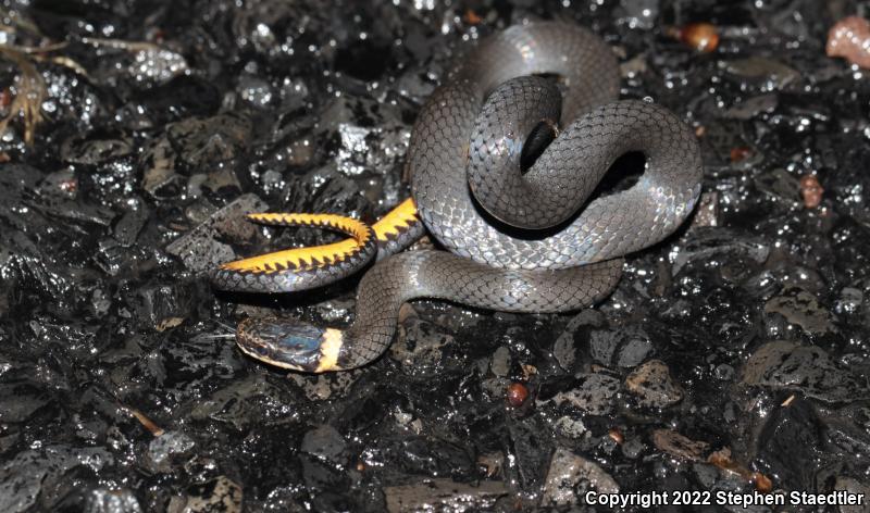 Northern Ring-necked Snake (Diadophis punctatus edwardsii)