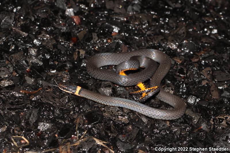 Northern Ring-necked Snake (Diadophis punctatus edwardsii)