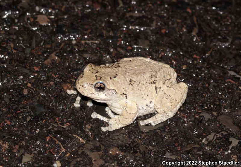 Gray Treefrog (Hyla versicolor)