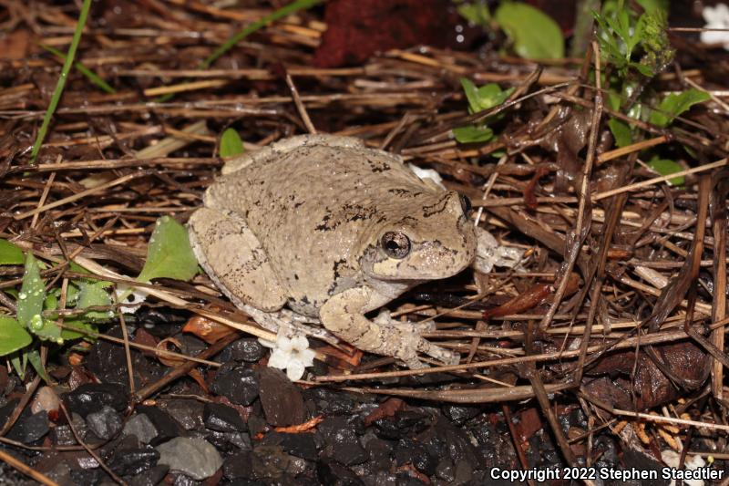 Gray Treefrog (Hyla versicolor)