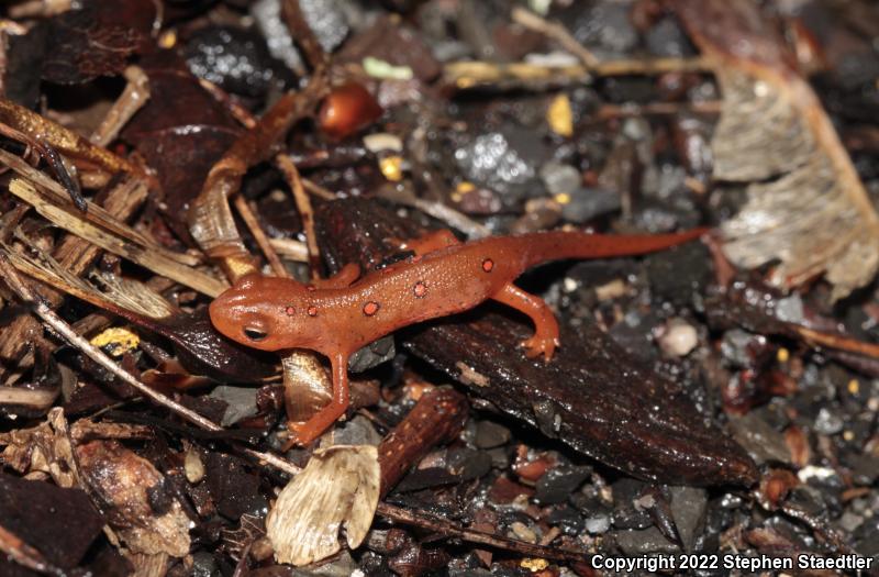 Red-Spotted Newt (Notophthalmus viridescens viridescens)