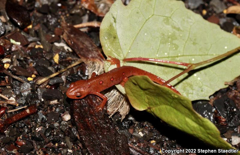 Red-Spotted Newt (Notophthalmus viridescens viridescens)