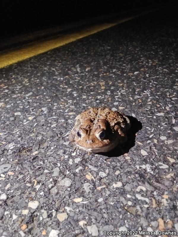 Eastern American Toad (Anaxyrus americanus americanus)