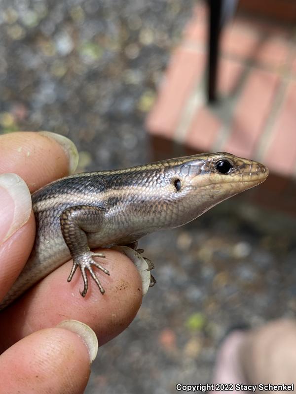 Five-lined Skink (Plestiodon fasciatus)