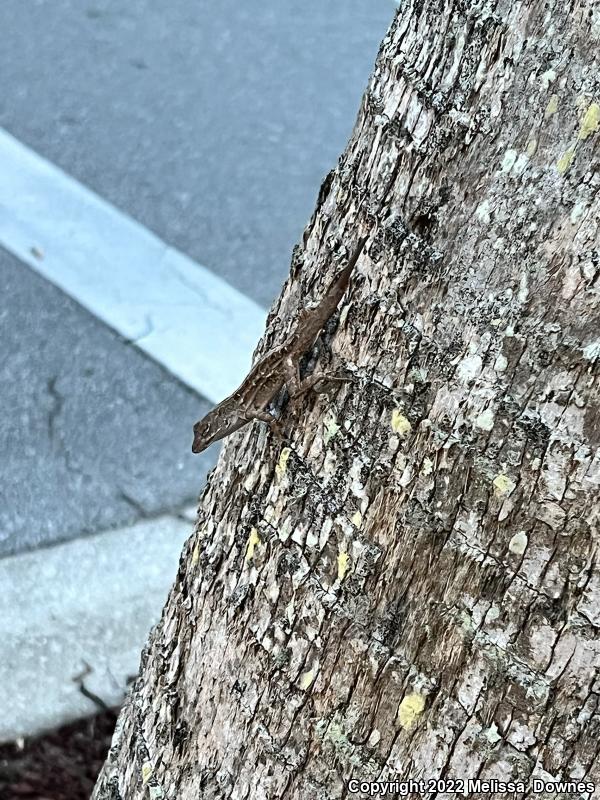 Eastern Fence Lizard (Sceloporus undulatus)