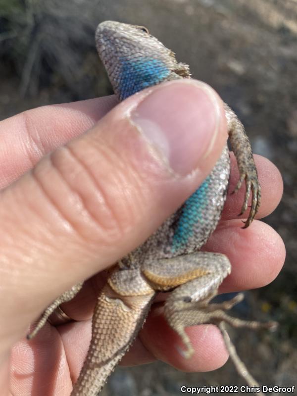 Western Fence Lizard (Sceloporus occidentalis)