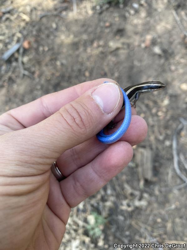 Western Skink (Plestiodon skiltonianus skiltonianus)