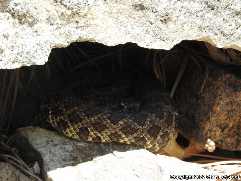 Southern Pacific Rattlesnake (Crotalus oreganus helleri)
