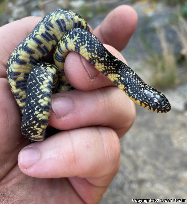 Speckled Kingsnake (Lampropeltis getula holbrooki)