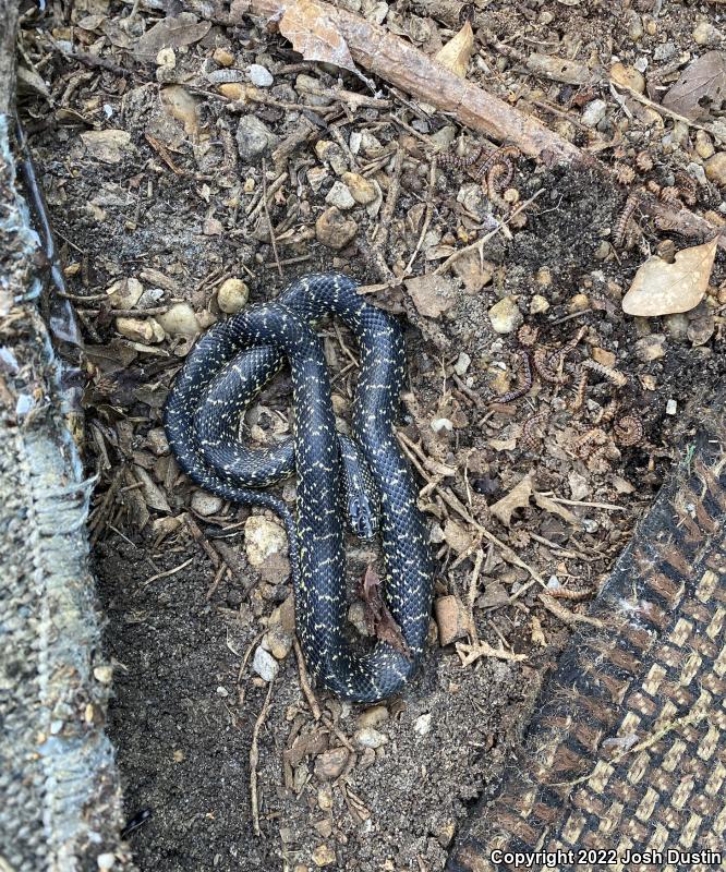 Speckled Kingsnake (Lampropeltis getula holbrooki)