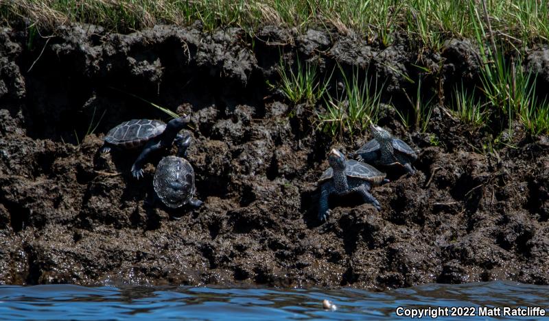 Northern Diamond-backed Terrapin (Malaclemys terrapin terrapin)