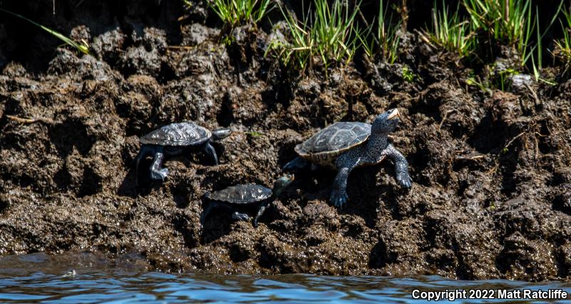 Northern Diamond-backed Terrapin (Malaclemys terrapin terrapin)