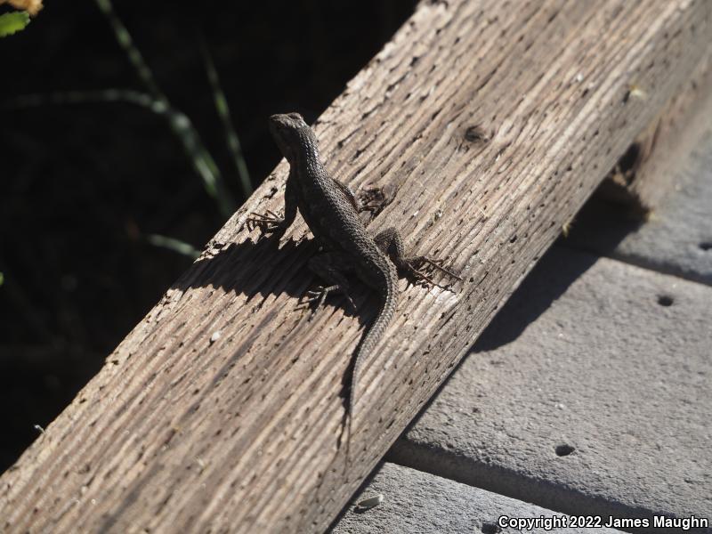 Great Basin Fence Lizard (Sceloporus occidentalis longipes)