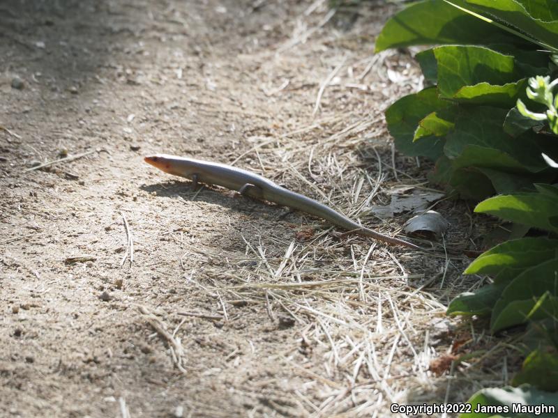 Gilbert's Skink (Plestiodon gilberti)