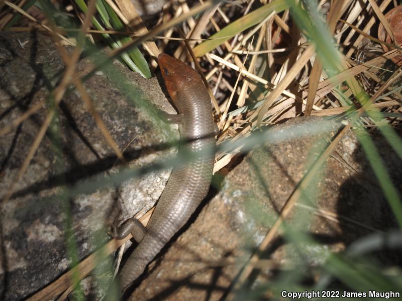 Gilbert's Skink (Plestiodon gilberti)