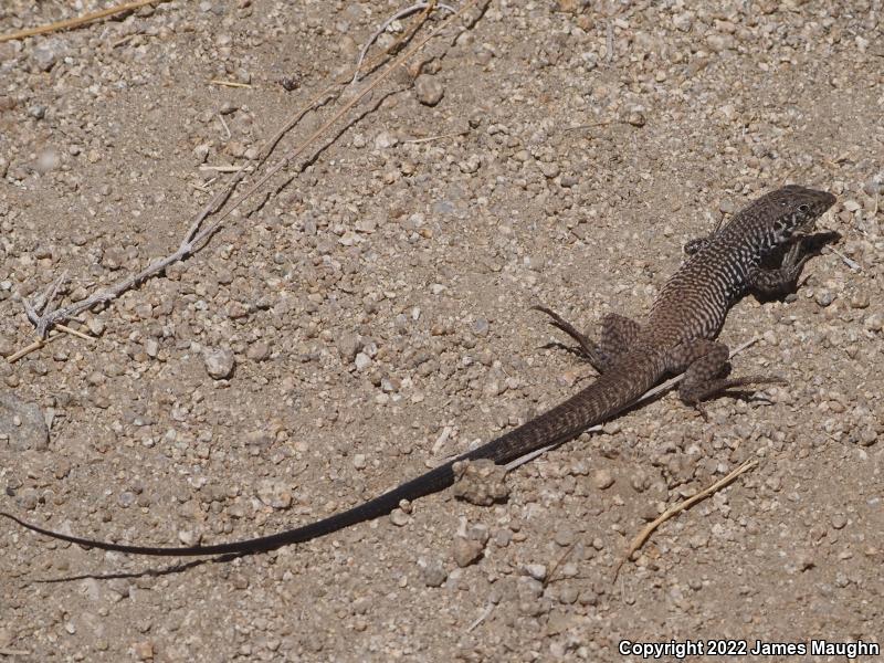 Great Basin Whiptail (Aspidoscelis tigris tigris)