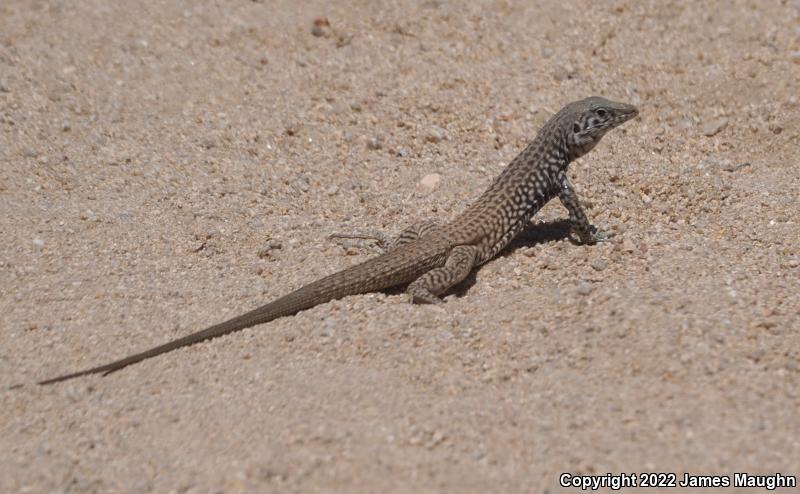 Great Basin Whiptail (Aspidoscelis tigris tigris)