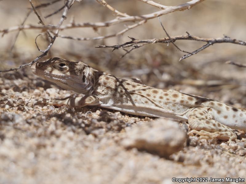 Longnose Leopard Lizard (Gambelia wislizenii)