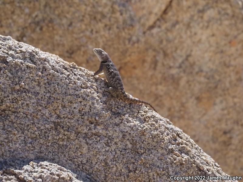 Yellow-backed Spiny Lizard (Sceloporus uniformis)