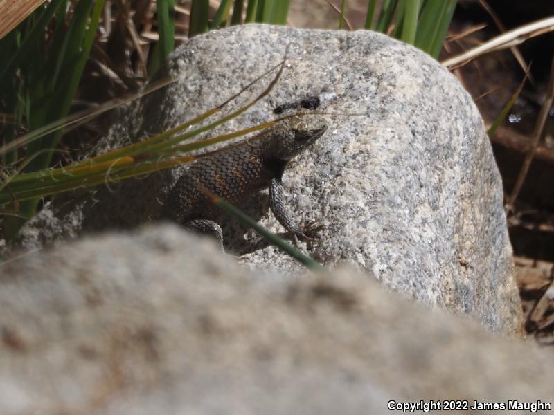 Yellow-backed Spiny Lizard (Sceloporus uniformis)