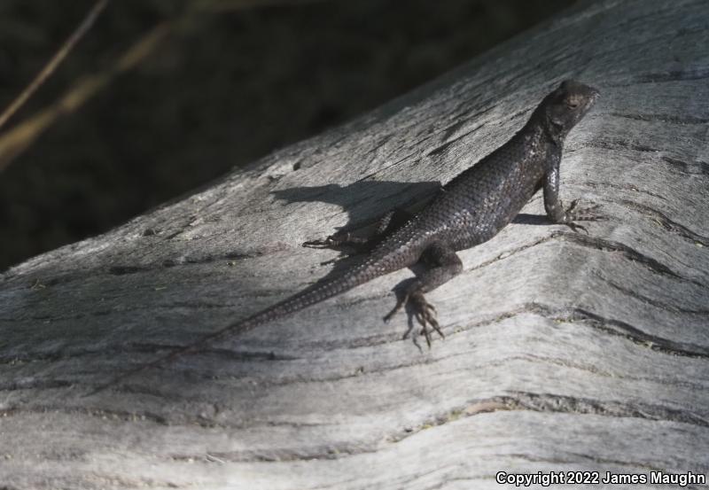 Great Basin Fence Lizard (Sceloporus occidentalis longipes)