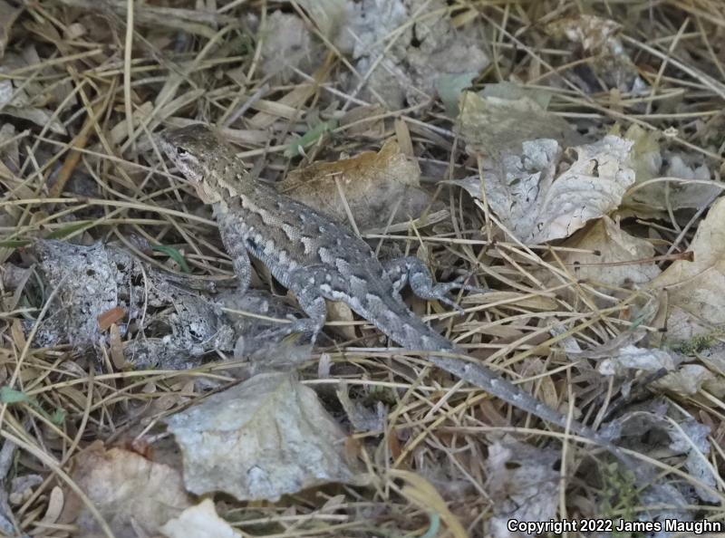 Western Side-blotched Lizard (Uta stansburiana elegans)