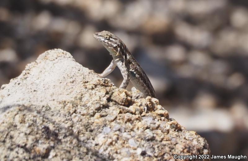 Western Side-blotched Lizard (Uta stansburiana elegans)