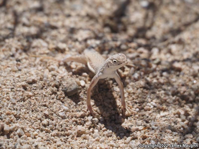 Western Zebra-tailed Lizard (Callisaurus draconoides rhodostictus)