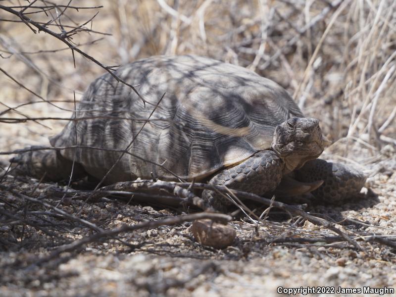 Desert Tortoise (Gopherus agassizii)