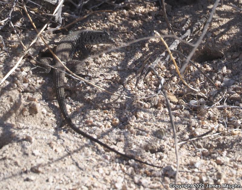 Great Basin Whiptail (Aspidoscelis tigris tigris)