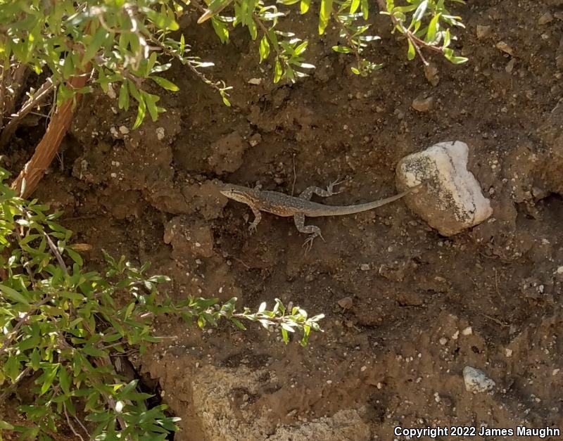 Western Side-blotched Lizard (Uta stansburiana elegans)