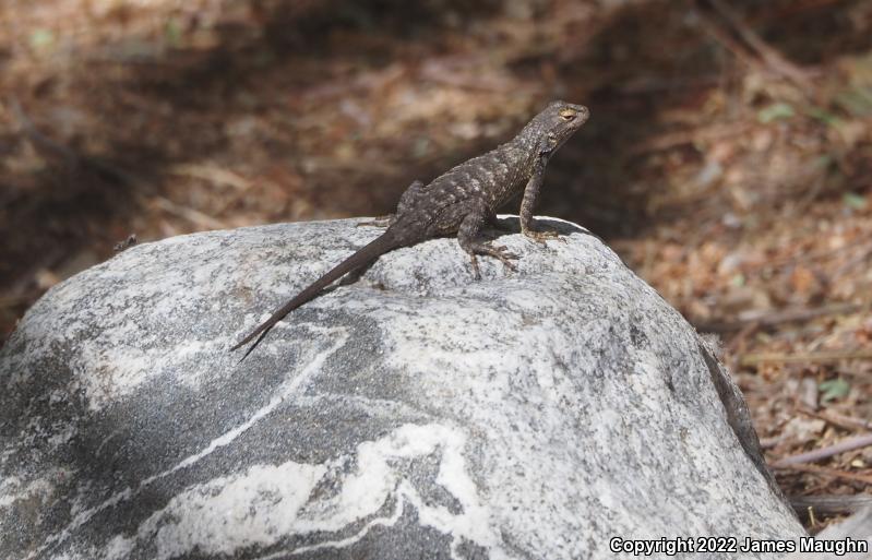 Great Basin Fence Lizard (Sceloporus occidentalis longipes)