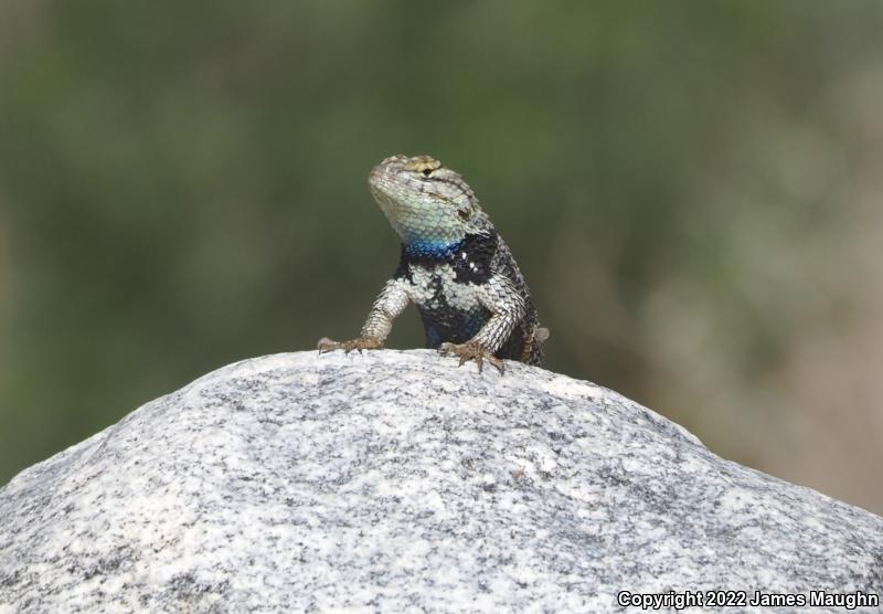 Desert Spiny Lizard (Sceloporus magister)