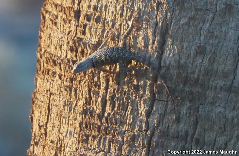 Yellow-backed Spiny Lizard (Sceloporus uniformis)