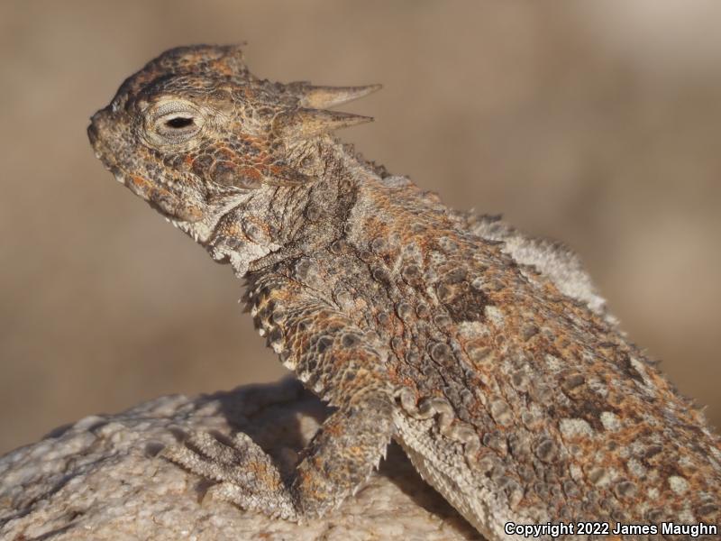 Southern Desert Horned Lizard (Phrynosoma platyrhinos calidiarum)